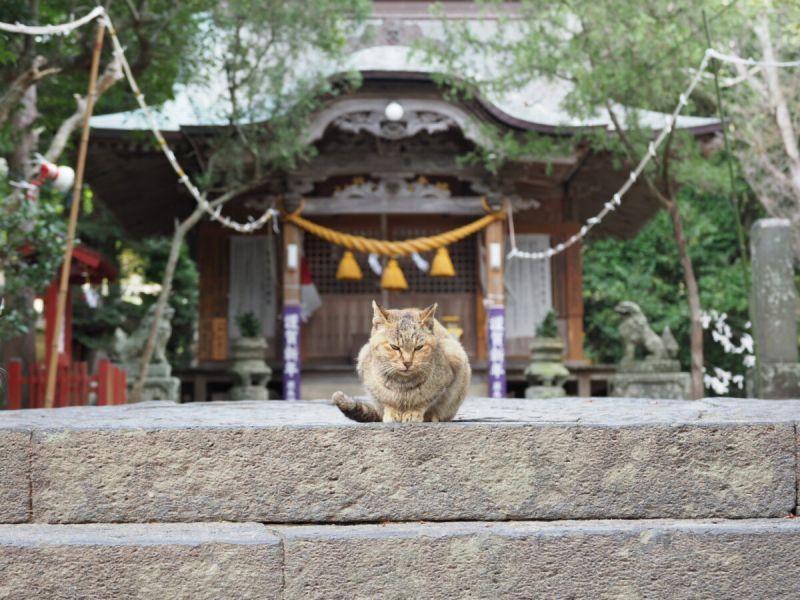 đền Nekogaeshi đền Nekogaeshi